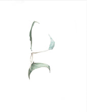 Load image into Gallery viewer, ECHO cueca  - AGUARELA | Azul Provence